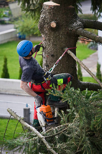 How Our Tree Care Process Works  in  East Pepperell, MA